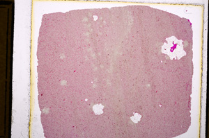 Plane Polarized, E16136