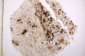 Plane Polarized, E16186