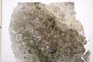 Plane Polarized, E16294