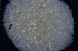 Cross Polarized, E16303