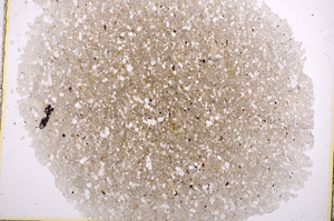 Plane Polarized, E16303