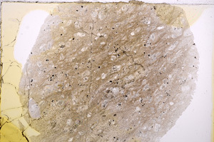 Plane Polarized, E16306