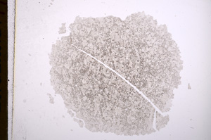 Plane Polarized, E16329