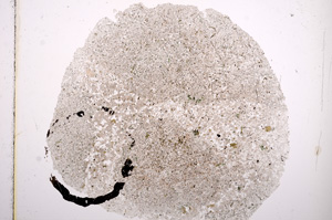 Plane Polarized, E16370