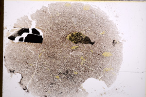 Plane Polarized, E16424