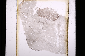 Plane Polarized, E16428