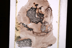 Plane Polarized, E16434
