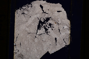 Cross Polarized, E16445