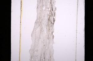 Plane Polarized, E16601