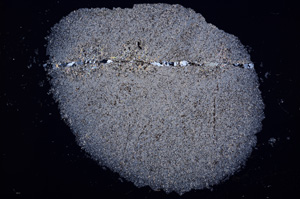 Cross Polarized, E16683