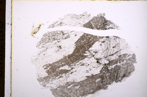 Plane Polarized, E16691