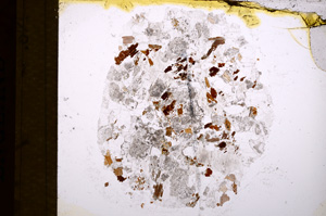 Plane Polarized, E16732