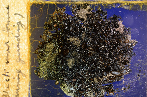 Cross Polarized, E16760