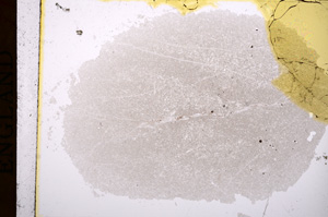 Plane Polarized, E16785