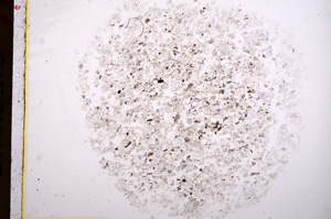 Plane Polarized, E16815