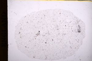 Plane Polarized, E16867