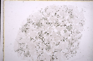 Plane Polarized, E16872