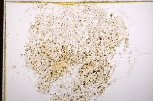 Plane Polarized, E16903