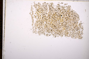 Plane Polarized, E16905