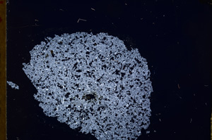 Cross Polarized, E16906