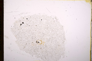 Plane Polarized, E16906