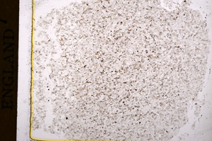 Plane Polarized, E16920