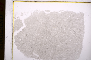 Plane Polarized, E16930