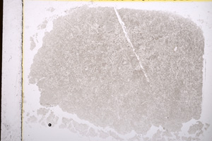 Plane Polarized, E16931