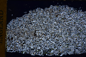 Cross Polarized, E16955