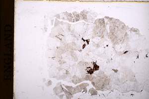 Plane Polarized, E16965