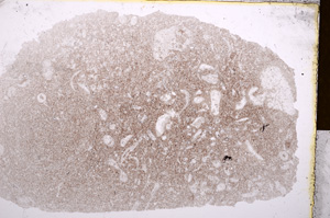 Plane Polarized, E16974