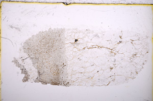 Plane Polarized, E16975