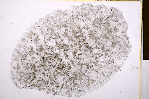 Plane Polarized, E16988