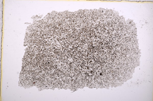 Plane Polarized, E17005