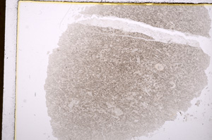 Plane Polarized, E17056