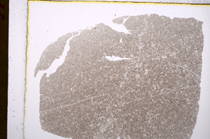 Plane Polarized, E17057