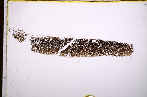 Plane Polarized, E17064