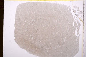 Plane Polarized, E17111