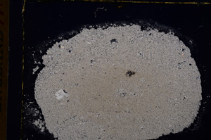 Cross Polarized, E17116