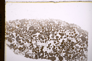 Plane Polarized, E17122