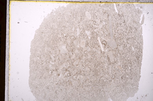 Plane Polarized, E17154