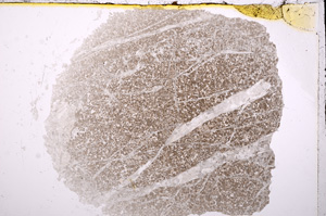 Plane Polarized, E17161