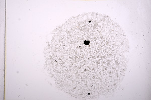 Plane Polarized, E17172