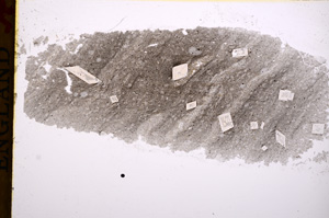 Plane Polarized, E17213