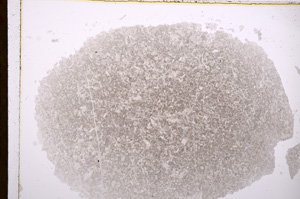 Plane Polarized, E17248