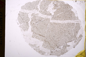 Plane Polarized, E17249