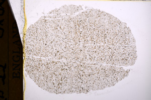 Plane Polarized, E17250