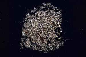 Cross Polarized, E17288