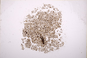 Plane Polarized, E17288