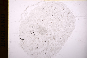 Plane Polarized, E17290